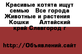 Красивые котята ищут семью - Все города Животные и растения » Кошки   . Алтайский край,Славгород г.